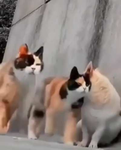 When the mob passes by 