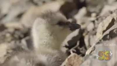 Pense em um título interessante