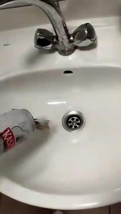 Canicus the recycled