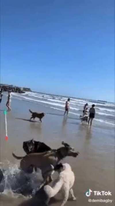 My arrowball chasing people need me