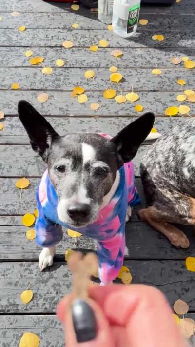 Bella Rose showing off her new winter fleece.