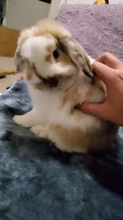 who knew bunnies enjoy being scratched like dogs! (he does these lottle excited licks instead of the leg kicking that dogs do haha)