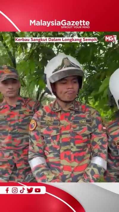 Alahai, macam mana lah boleh tersangkut dalam tu ye kerbau oi. Sampai pening abang-abang bomba nak tolong.