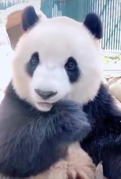 Cute panda eating bamboo.