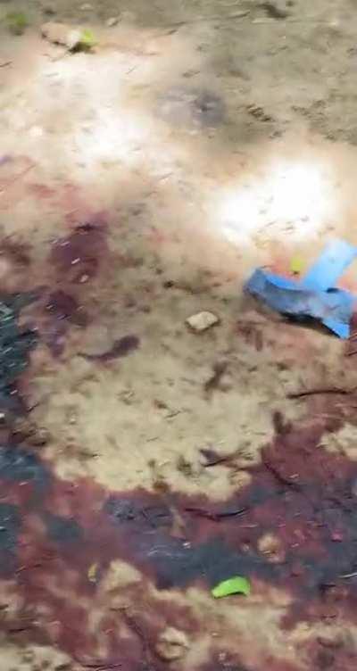 Went to my favorite nature spot and came across what looks like a scene from a horror movie