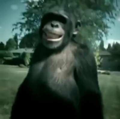 Trunk Monkey: automobile avenger