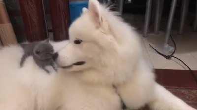 Illegally smol criminal attacking large cloud floof, please call the pawlice