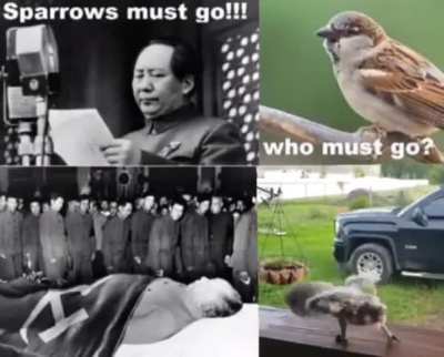 Sparrow taking W as usual