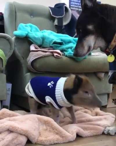 Elvis Pigsley looks up to his big sister Ruby at Edgar's Mission Sanctuary