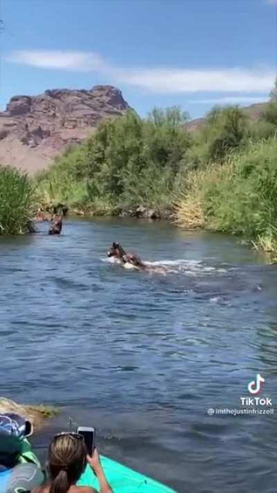 A group of wild horses swim through a river. No one gets left behind.