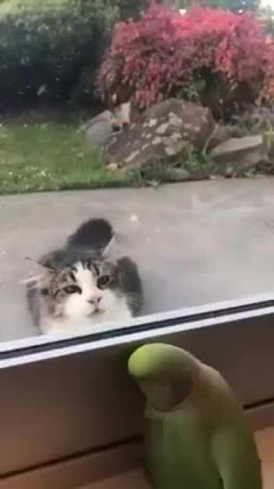 Пернатый тролль с нашего саба