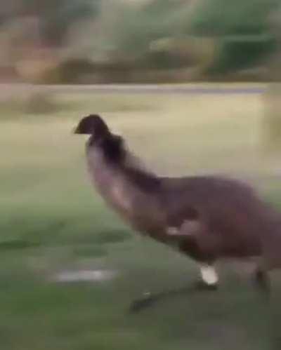 orslokx - Video #4520