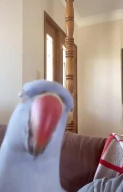 He knows what he's doing is wrong, and tries to distract his owner