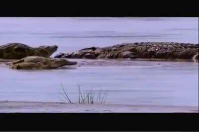 Gustave, a massive Nile Crocodile responsible for a supposed 300 human deaths and was so powerful even the Hippos feared his presence.