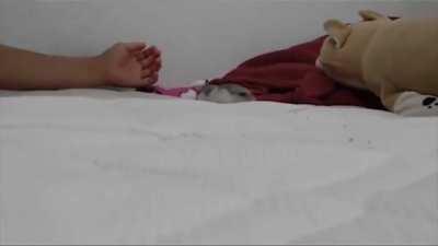 POV: You are Estalia