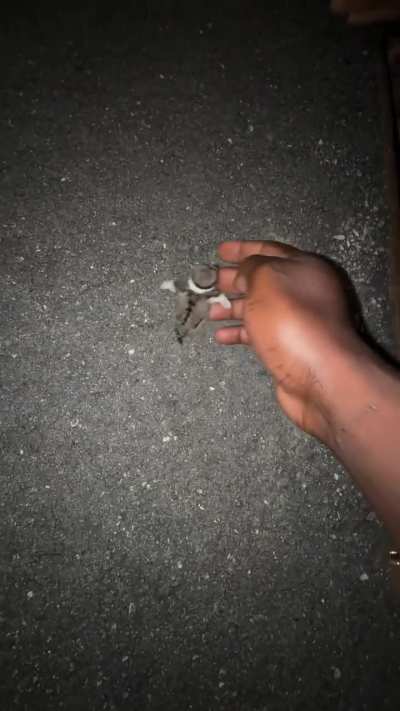 Rescuing a baby bird from manhole