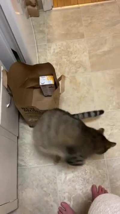 Have you ever seen a cat who begged for raspberries??