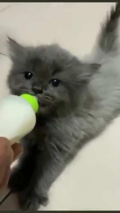 baby kitten can't stop wiggling her ears while feeding