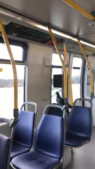 Early bird catches the train to get the worm