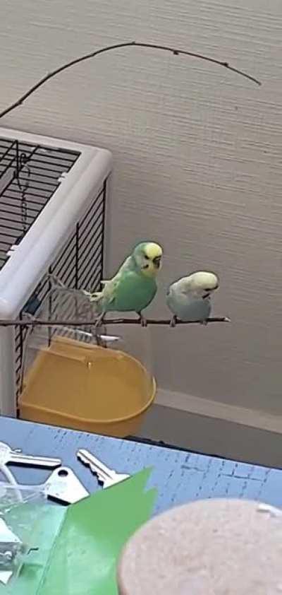 [OC] young Albus doesn't quite have the wings his big brother has