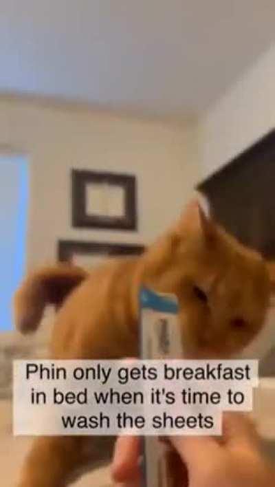 Phin’s breakfast derp