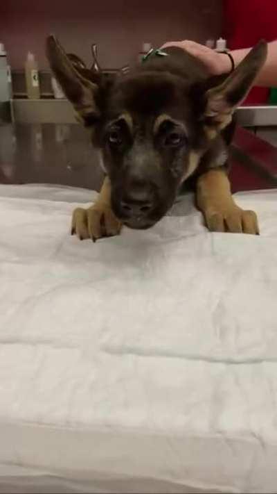 A trip to the vet yields an unexpected surprise....