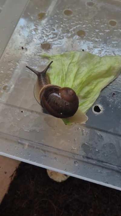 Getting paranoid over my snail again