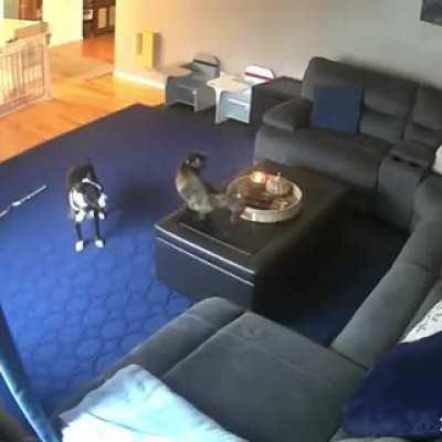 This cat has learned the way...