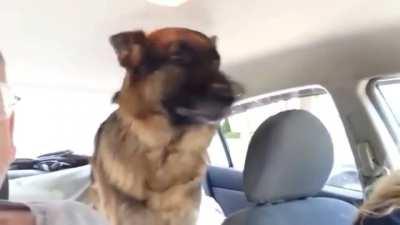 Dog realized that they were going to the vet