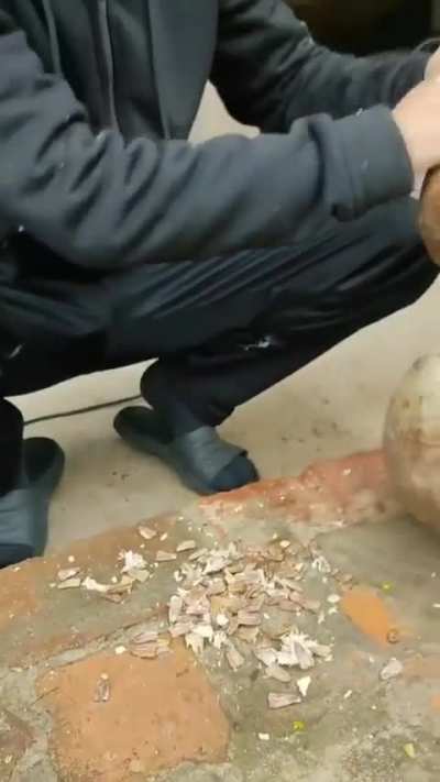 porongo do gugu gaiteiro 