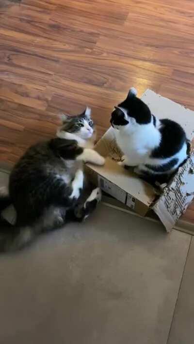 I think Nate is jealous of Minerva’s box.