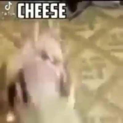*C H E E S E*