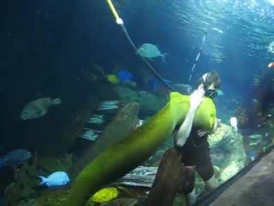 If it swims in the Sea and cuddles you like a Puppy, that's a Moray!