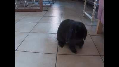 Adorable little, delicate bunny sneezes