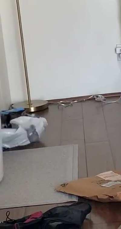 I think this empty toilet paper bag might be infested