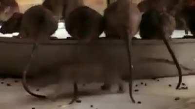 जय हिन्द