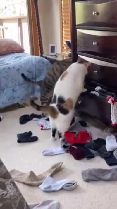 Just cats being cats.