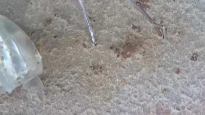 Box jellyfish: The deadliest creature in the world and this dude eats them like regular sushi