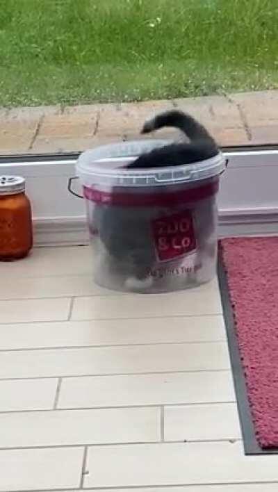 He turned himself in... Judges what do you say?