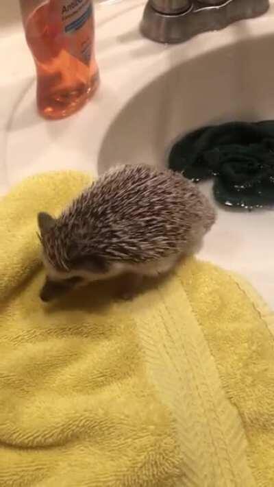 Escape bath time!