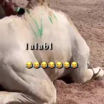 Good camel wash service recommend 👍🏻