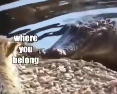 Cat slaps every animal on earth