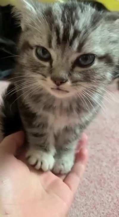 Fluffy Antidepressant