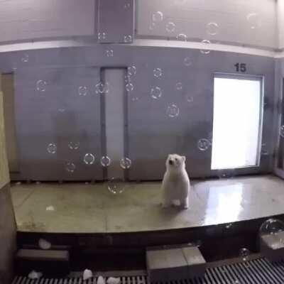 Day in the life of a baby polarbear