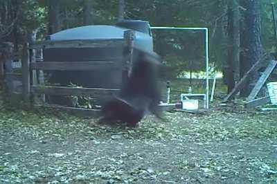 Bear Tries to Break the Water Tank then this happens...