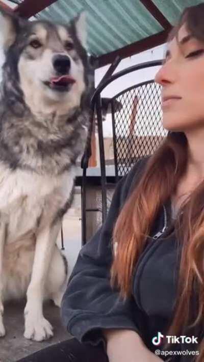 Vicious wolf attack