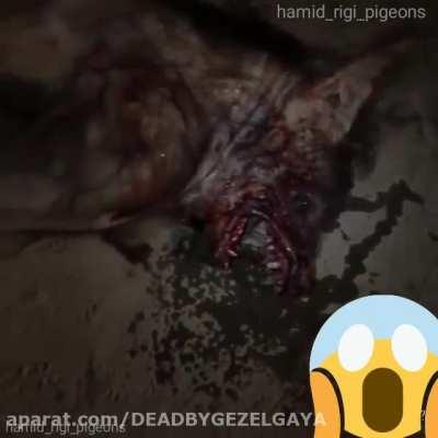 گرگنما تو هرمزگان هه