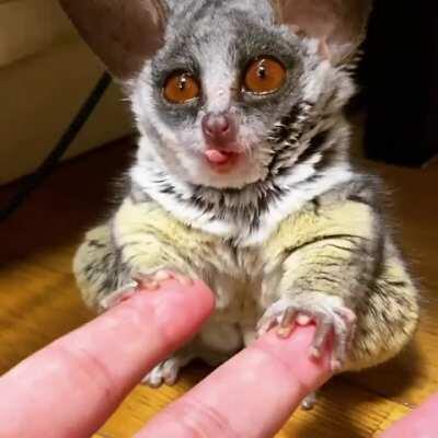 Baby galago yawning