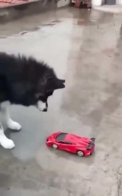 Doggo vs transformer