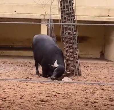 Buffalo saves a Tortoise